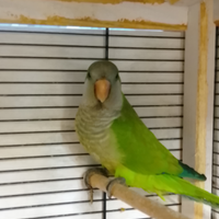 Parrocchetto monaco con gabbia