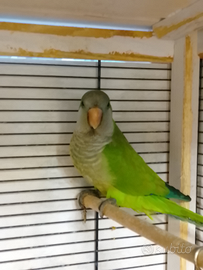 Parrocchetto monaco con gabbia