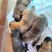 Cuccioli nati il 21 aprile