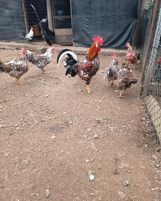 Galline ornamentali millefiori di Lonigo