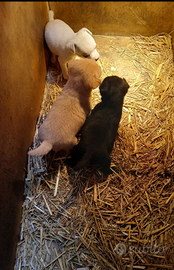 Cuccioli incrocio pincher chiuwawa