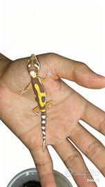 Geco leopardino Firebold Tremper, teca, insetti