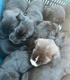 Cuccioli di Cane Corso x Labrador - Animali In regalo a Cosenza