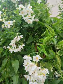 pianta rampicante  solanum