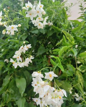 pianta rampicante  solanum