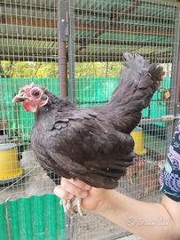 Gallina americana