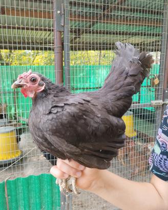 Gallina americana