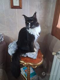 Gattini Maine coon