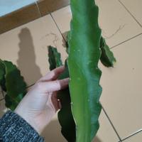 talea pitaya 
