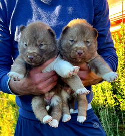 Cuccioli di siberian husky