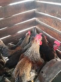 Galli,galline,oche,ecc