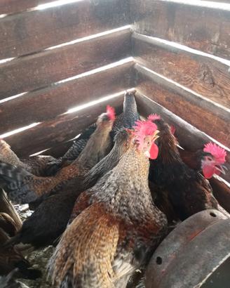 Galli,galline,oche,ecc