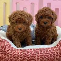 Barboncini - poodle puppy