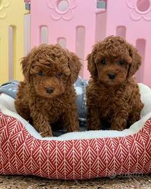 Barboncini - poodle puppy