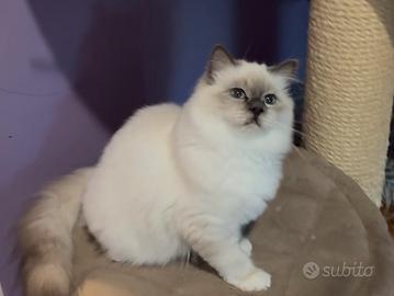 Cucciolo gatto sacro di birmania