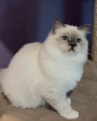 Cucciolo gatto sacro di birmania