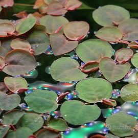 Phyllanthus Fluitans - Red Root Floater