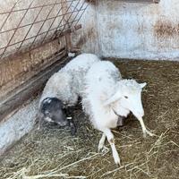 2 agnelle