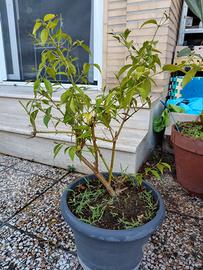 Falso Gelsomino (Trachelospermum jasminoides)