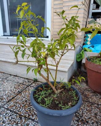 Falso Gelsomino (Trachelospermum jasminoides)