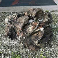 Pietra Ornamentale… origine Mongolia