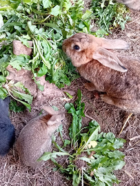 2 coniglie femmine 30