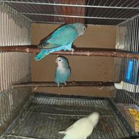 Coppie inseparabili roseicollis adulte