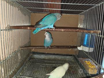 Coppie inseparabili roseicollis adulte