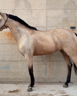 Hispano arabo