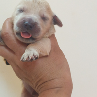 Golden Retriever con pedigree ENCI