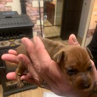 Pincher toy rosso cervo