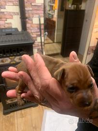 Pincher toy rosso cervo