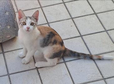 Gattine in adozione