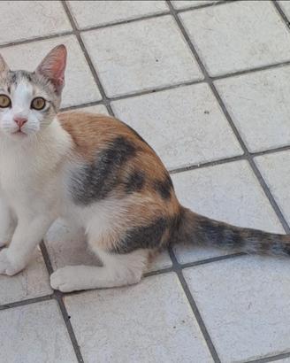 Gattine in adozione