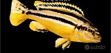 Melanochromis auratus