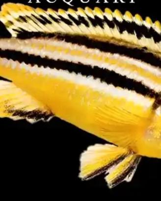 Melanochromis auratus