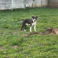 American Staffordshire terrier