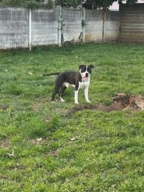 American Staffordshire terrier