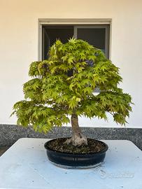 Acero bonsai