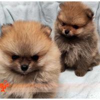 Cuccioli di SPITZ TEDESCO