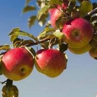 vend mele rosa marchigiana antica