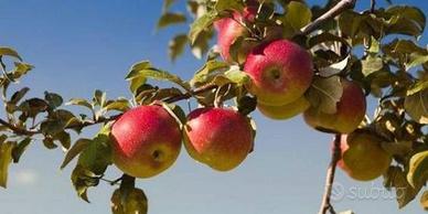 vend mele rosa marchigiana antica