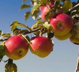 vend mele rosa marchigiana antica