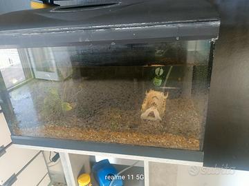 acquario 