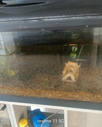 acquario 