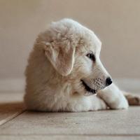 Cuccioli di cane pastore maremmano abruzzese