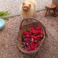 Volpino Spitz di Pomerania maschio per monta