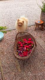 Volpino Spitz di Pomerania maschio per monta