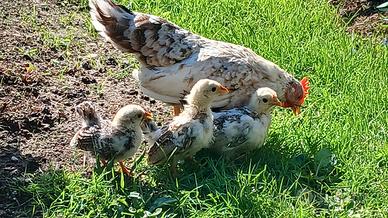 Gallina con pulcini serama
