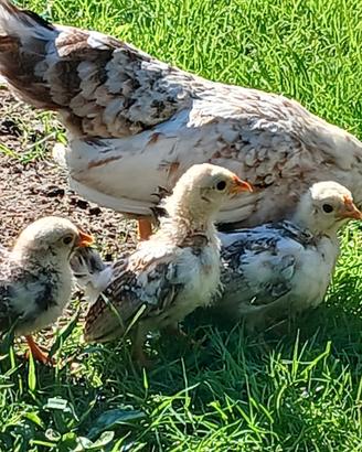 Gallina con pulcini serama